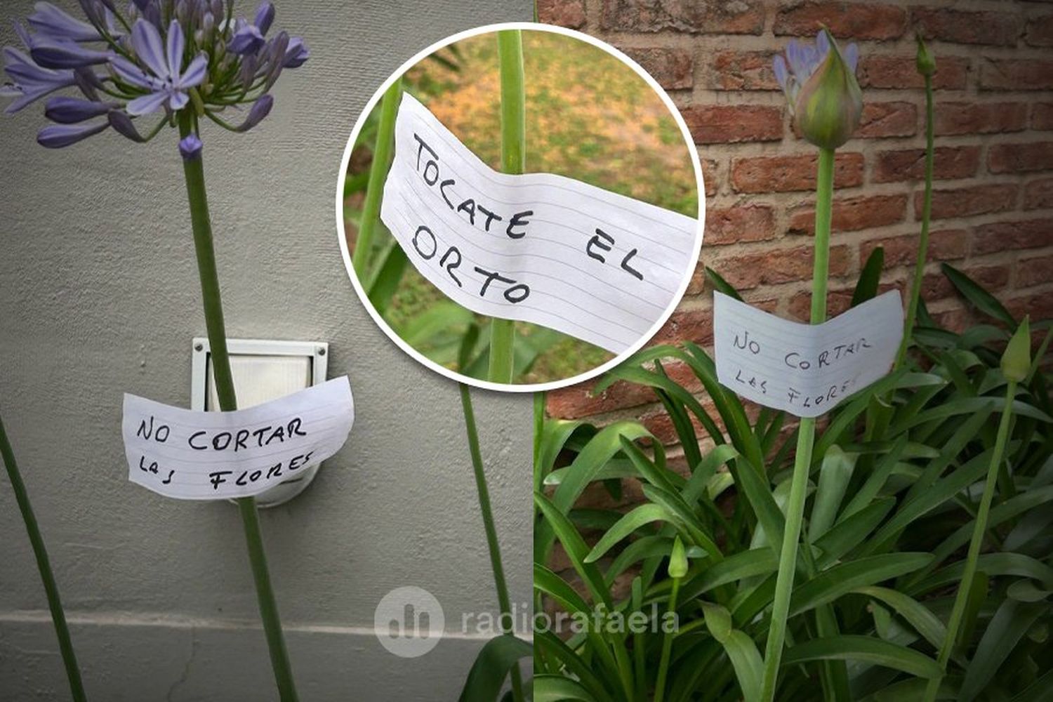 “Tocate el ort*”: se enojó un vecino y llenó de carteles el jardín de su casa