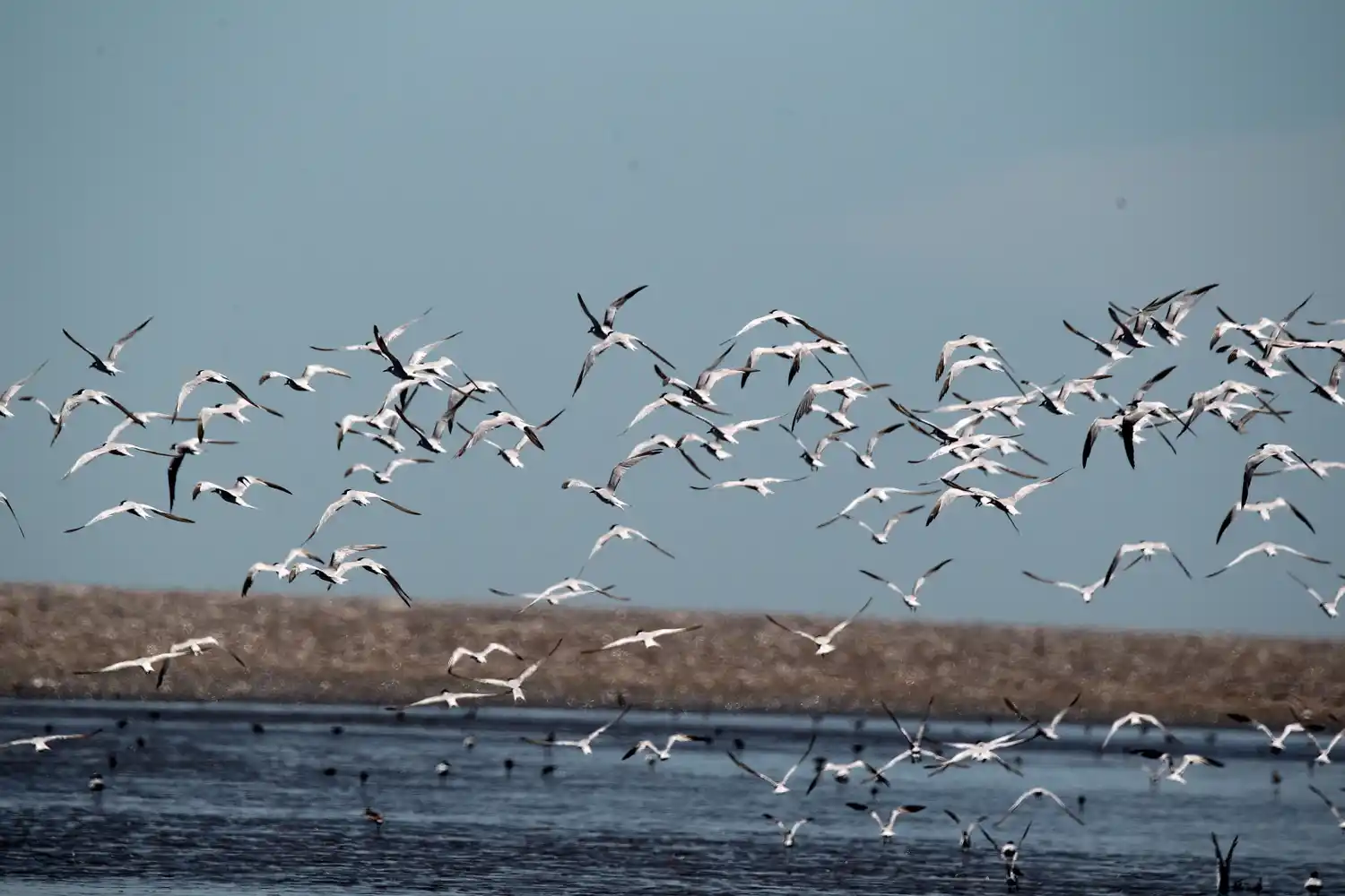 San Clemente: Se creó la Reserva Natural Silvestre Marismas del Tuyú en Provincia de Buenos Aires