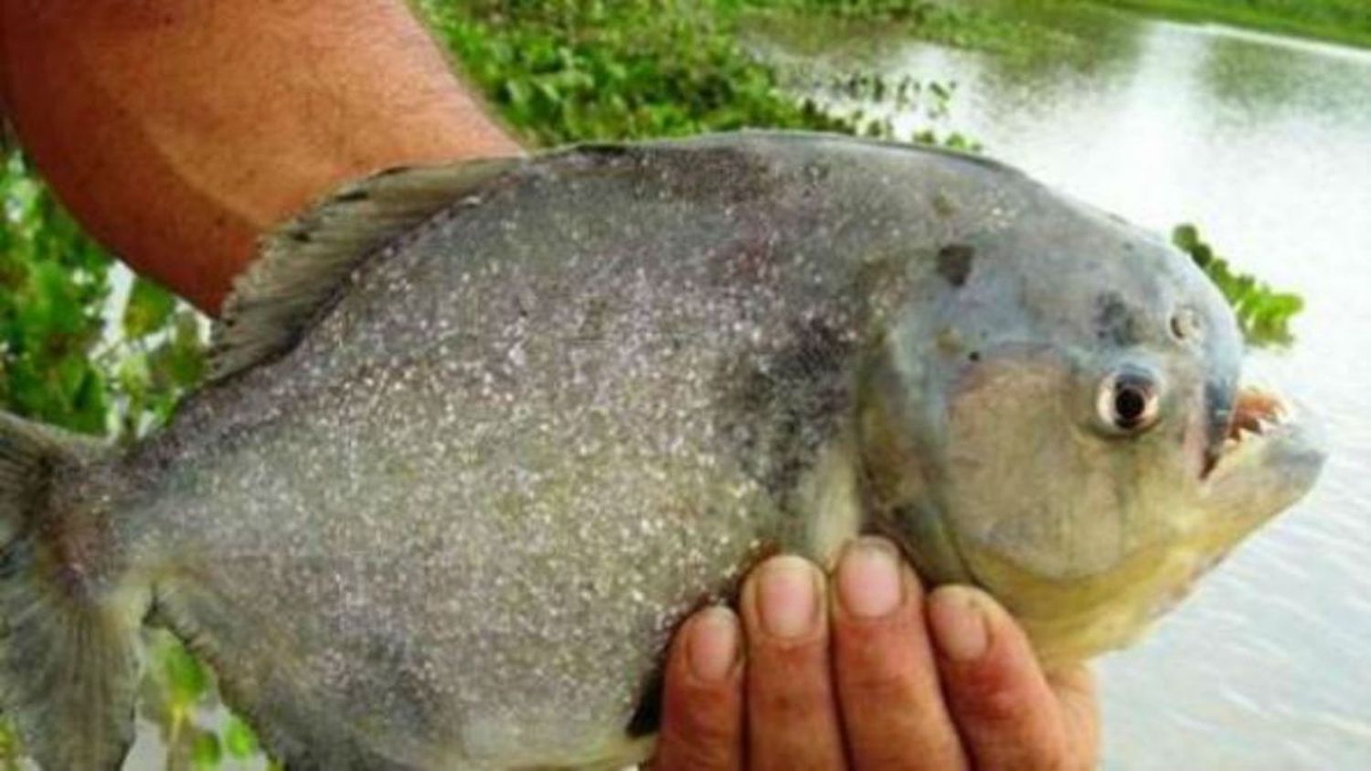 Un joven sufrió el ataque de una palometa frente a la costa norte de Rosario