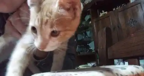 Facundo busca al gatito de su hija