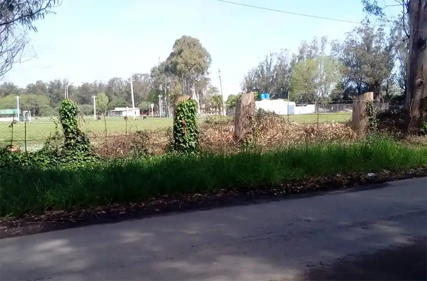 Deforestación en Camet: vecinos exigen detener la "tala indiscriminada"