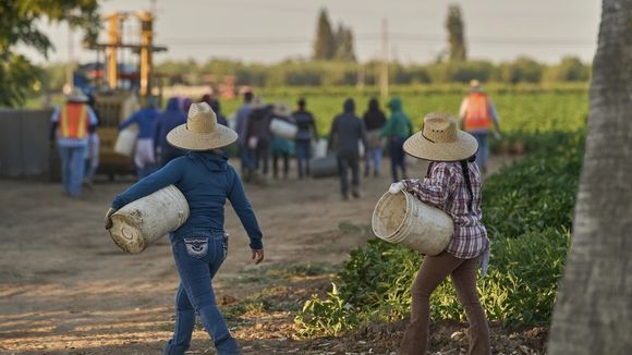 Más de 1,2 millones de inmigrantes dejaron la fuerza laboral en EE.UU. bajo la gestión Trump