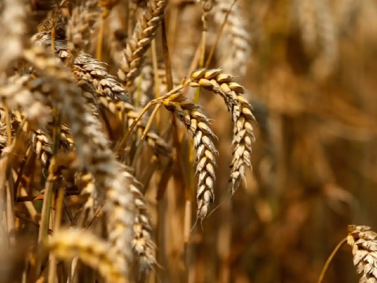 Advierten que la sequía provocará que la campaña agrícola de este año sea la peor de las últimas cinco