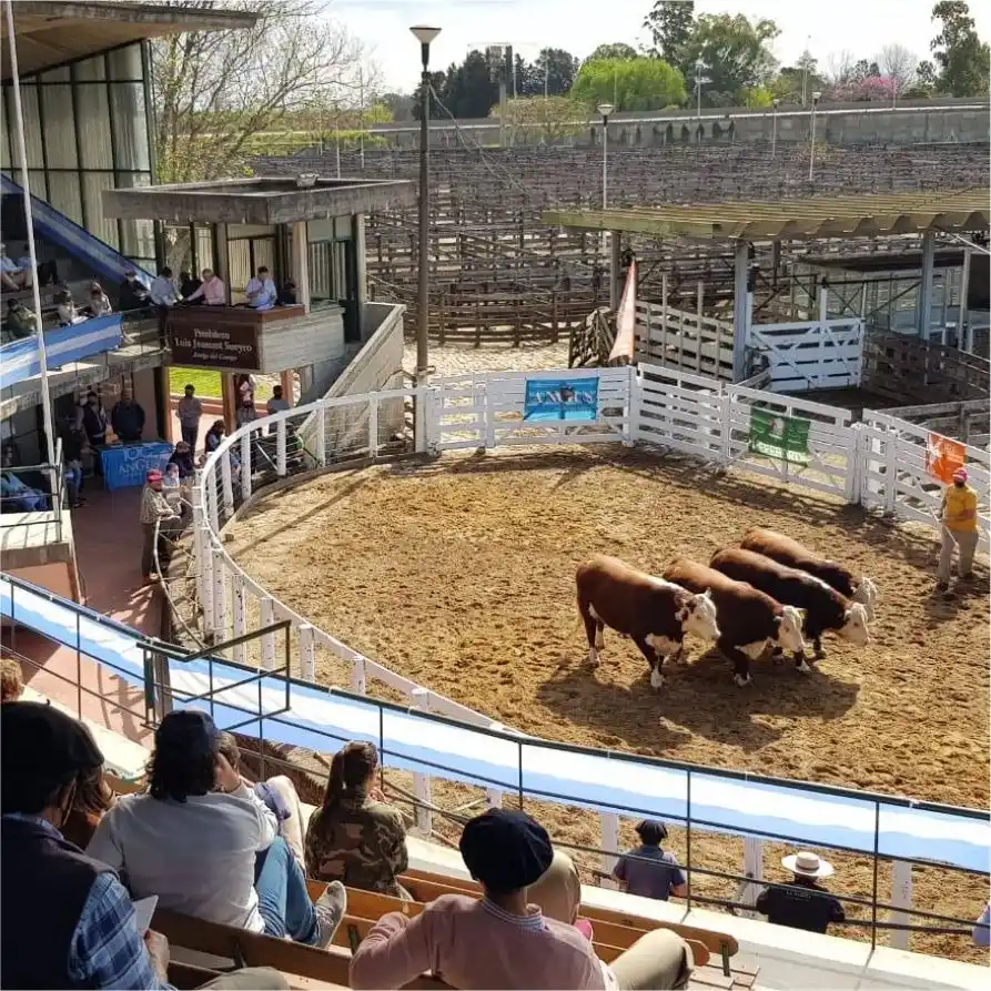 FARER: "las exposiciones dieron protagonismo al campo"   