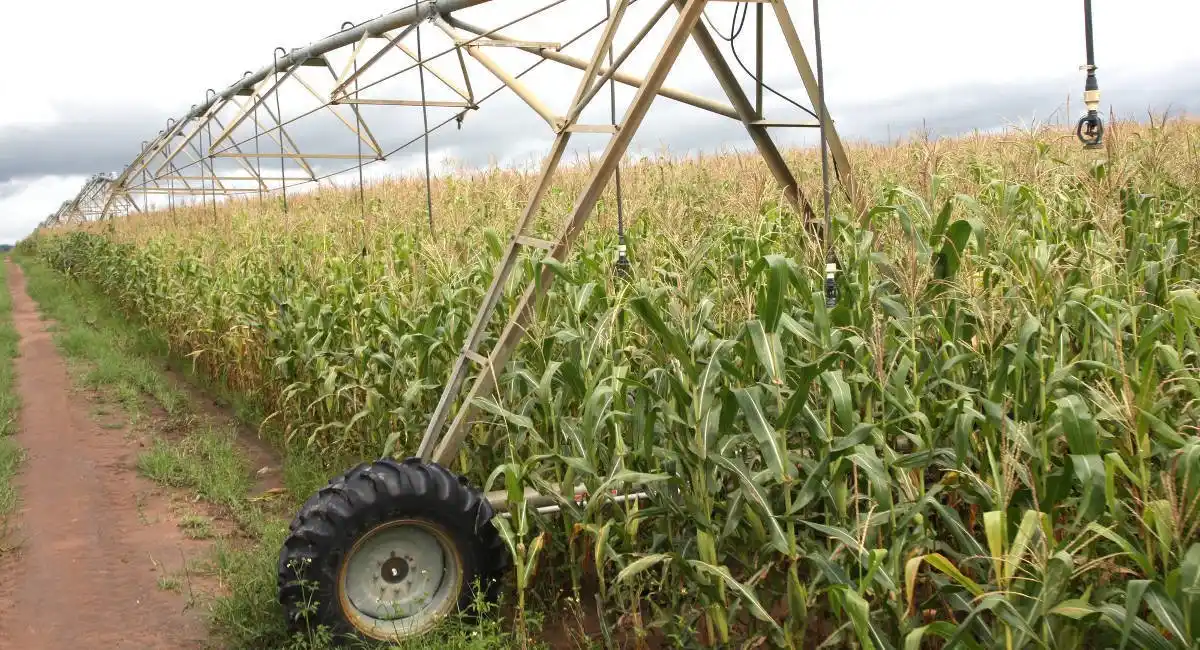 El maíz, el oro de Angola