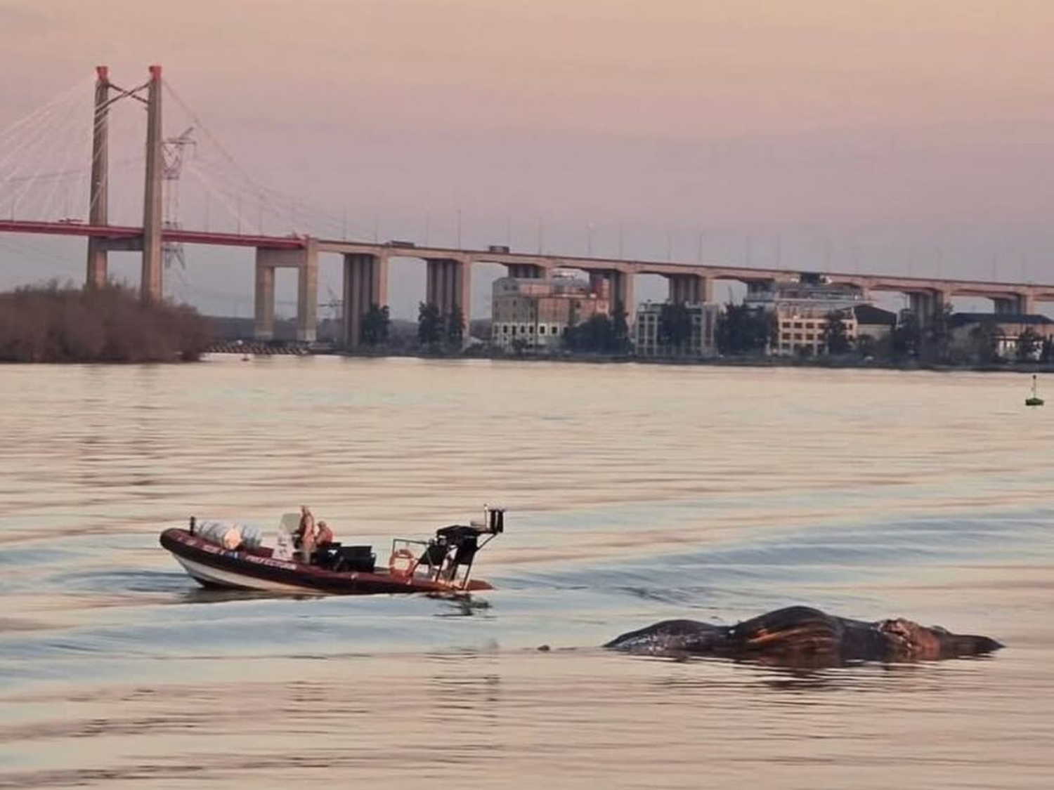 Apareció una ballena sin vida en el río Paraná cerca del puente Zárate – Brazo Largo