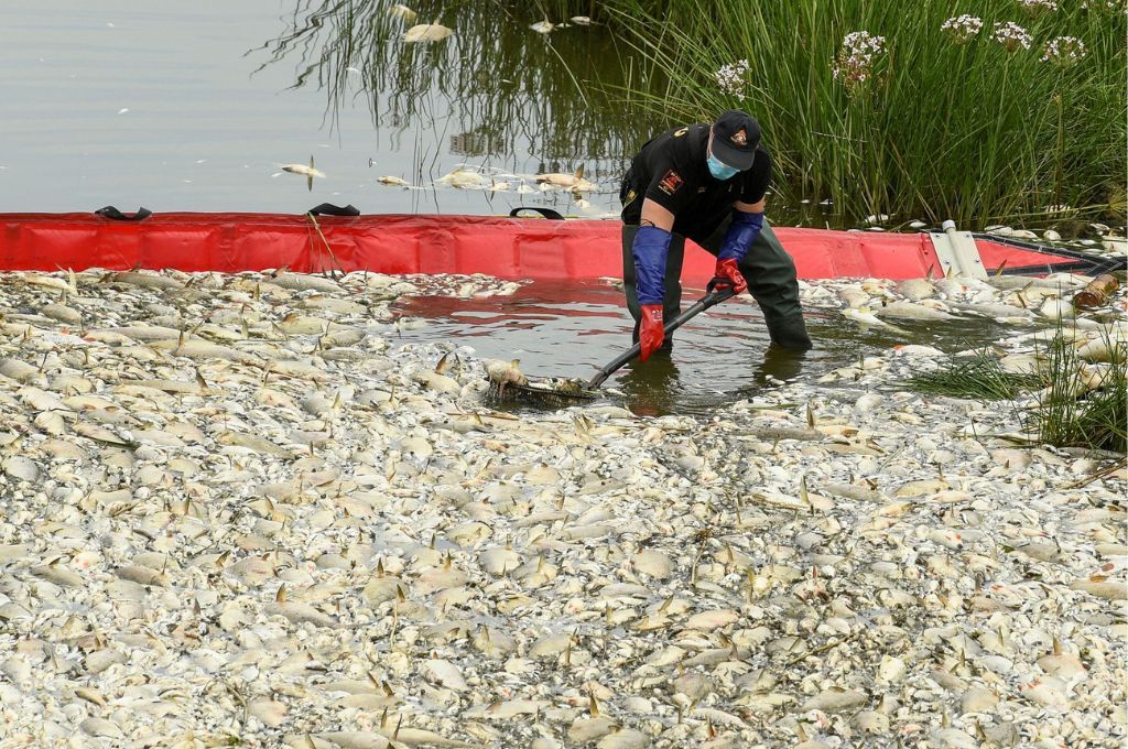 Desastre ecológico: sacan 300 toneladas de peces muertos del río germano-polaco