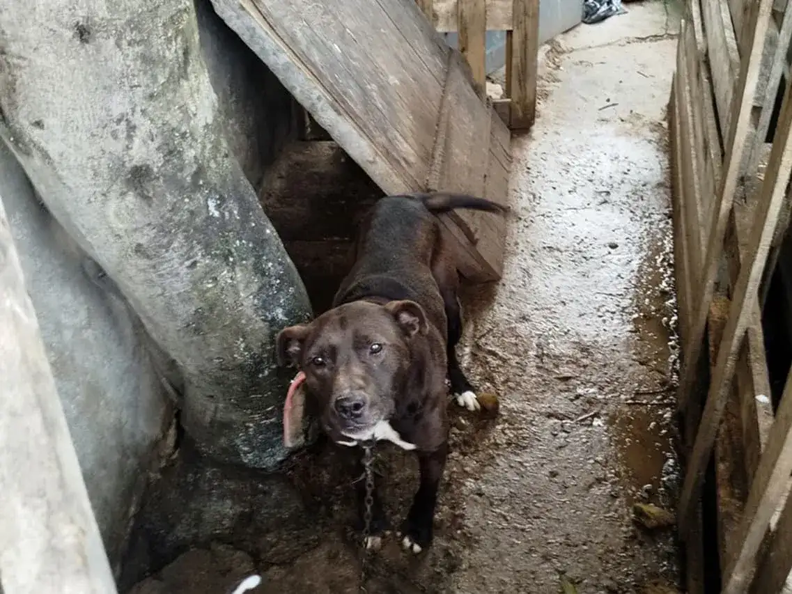 Los agentes encontraron a un perro que permanecía atado, presentaba lesiones en el cuello y se encontraba en un lugar de dimensiones reducidas.