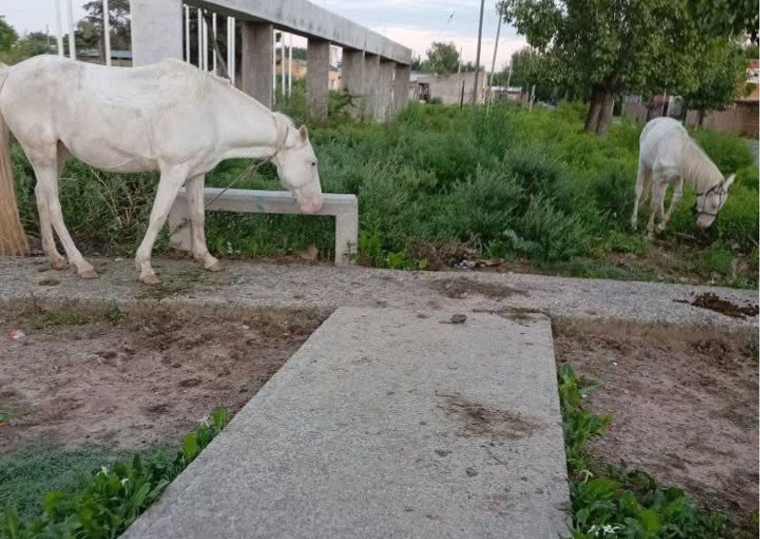 Reclamos por caballos atados en el camino a la escuela 47