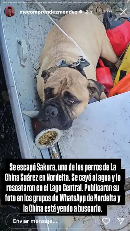 Perro