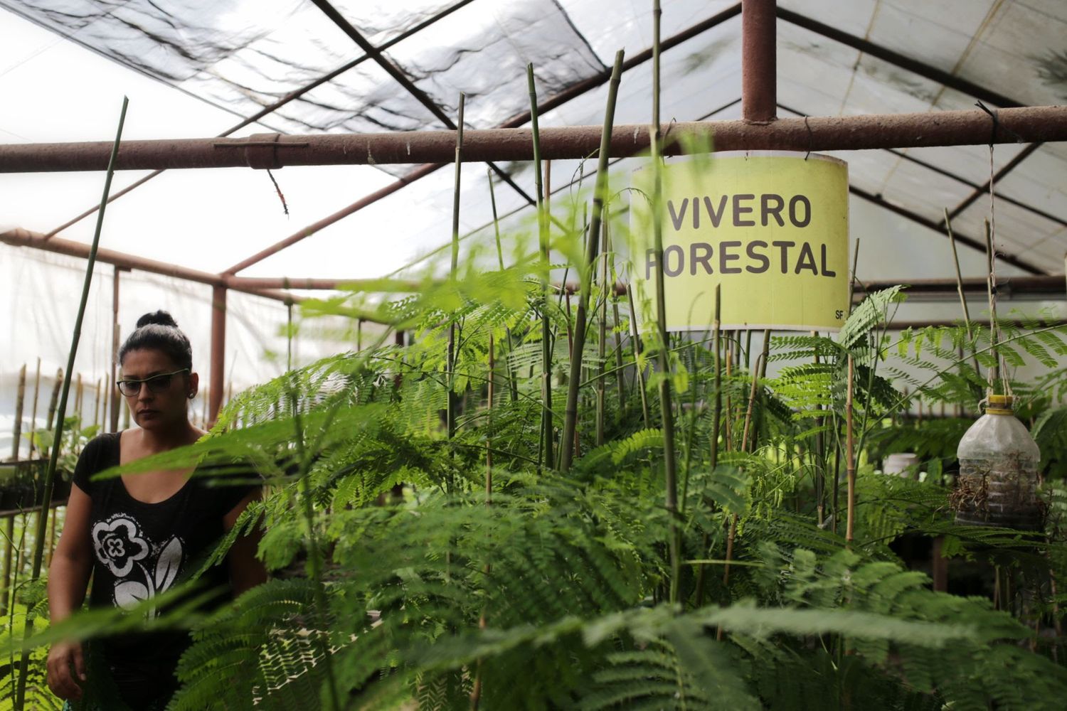 Semana de la Madre Tierra: cronograma de acciones para mejorar el ambiente