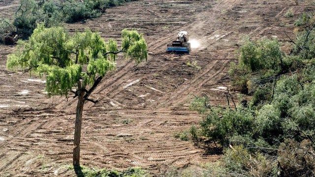 Denuncian la pérdida de 85 mil hectáreas de bosques nativos 