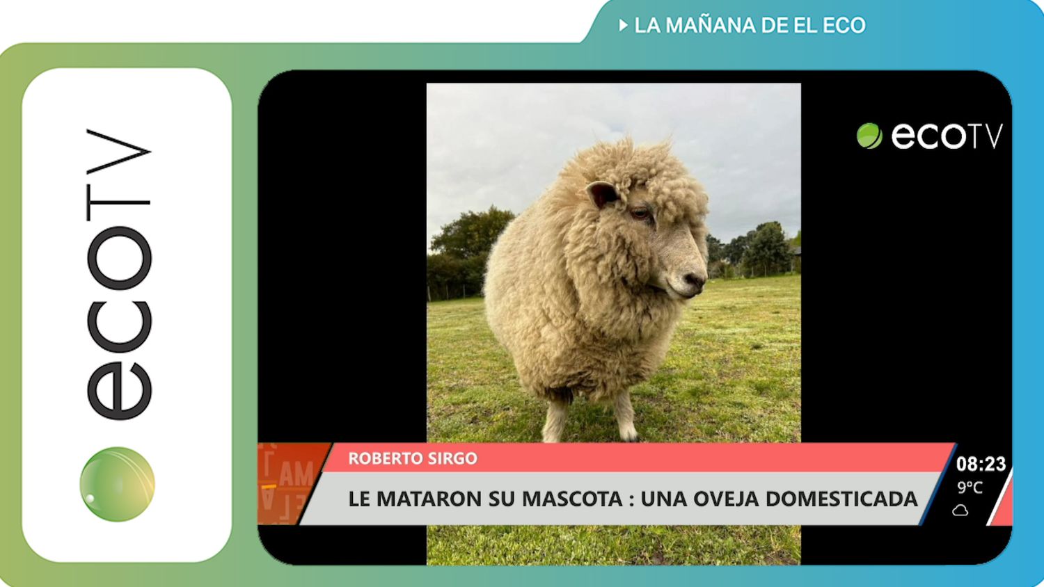 Le mataron a su mascota, una oveja domesticada