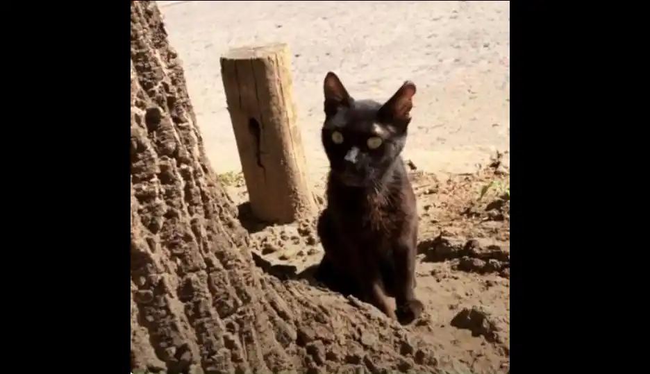 “Busco alguien que me quiera”