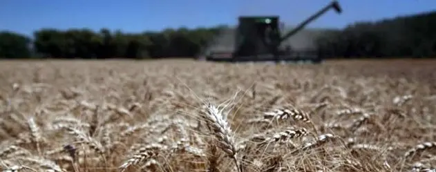 Trigo y cebada con rindes superiores
