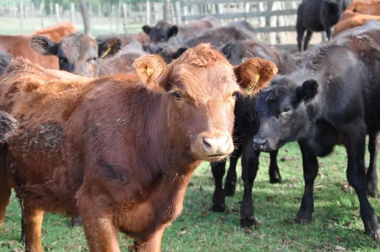 Relanzan línea de créditos para productores ganaderos de la Provincia 