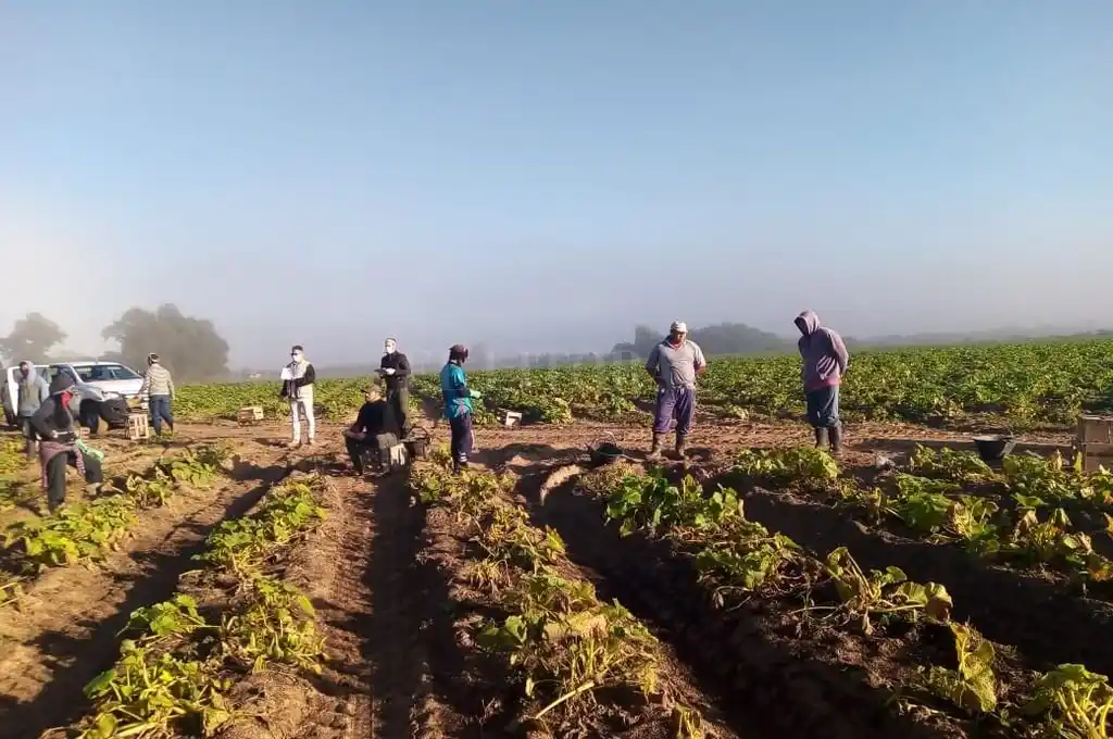 Detectan irregularidades en la cosecha de zanahoria
