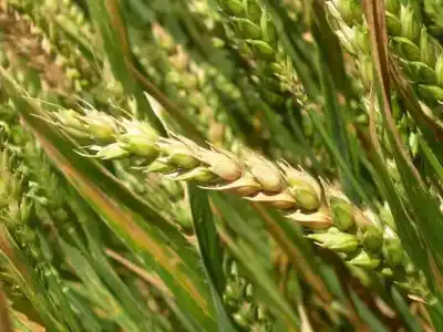 El Inta ofrece una interesante herramienta para predecir la aparición de fusariosis.