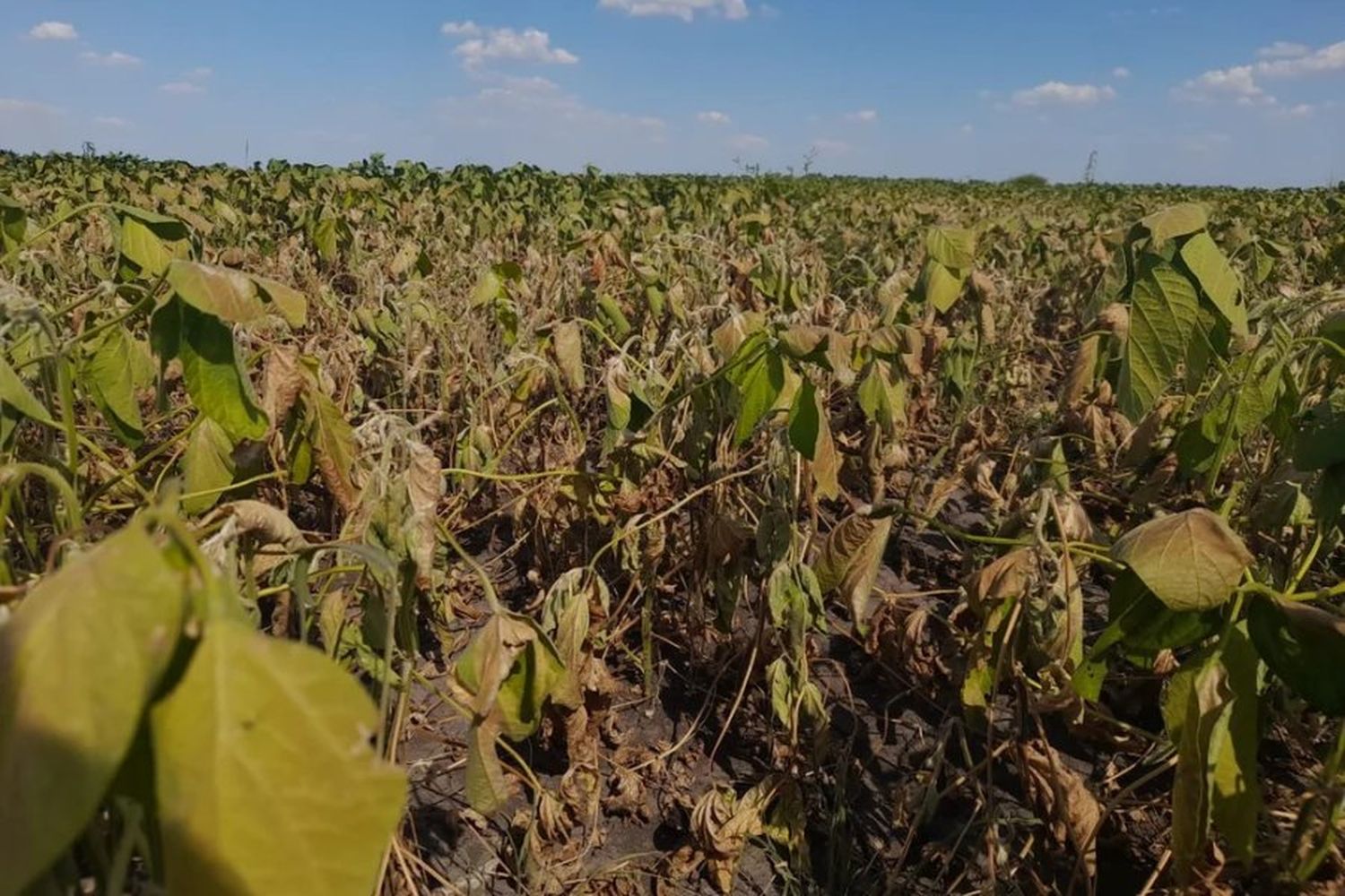 La Sociedad Rural advierte que la sequía es "crítica" y le reclama medidas al Gobierno