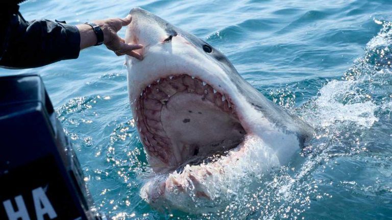 Brutal ataque de tiburón en México: le arrancó la cabeza a un pescador
