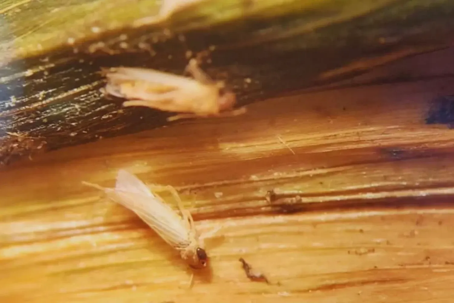 Cómo impactaron las bajas temperaturas y las heladas en la chicharrita