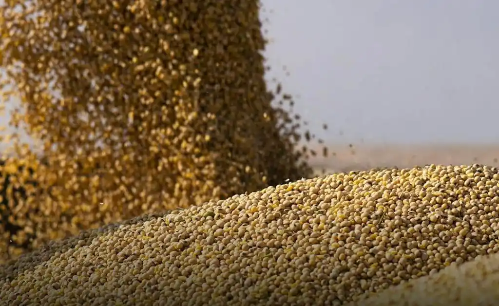 Reabren las exportaciones de harina y aceite de soja