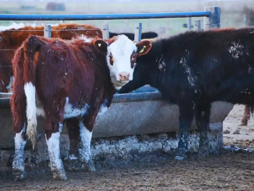 Es importante asegurar que los bovinos cuenten con agua de bebida.