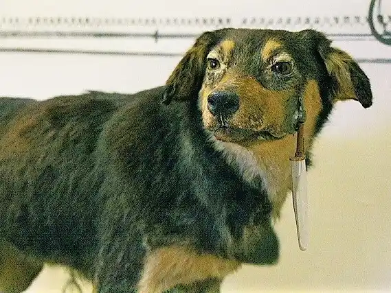 Uno de los perros de Pávlov, en el Museo Pávlov.