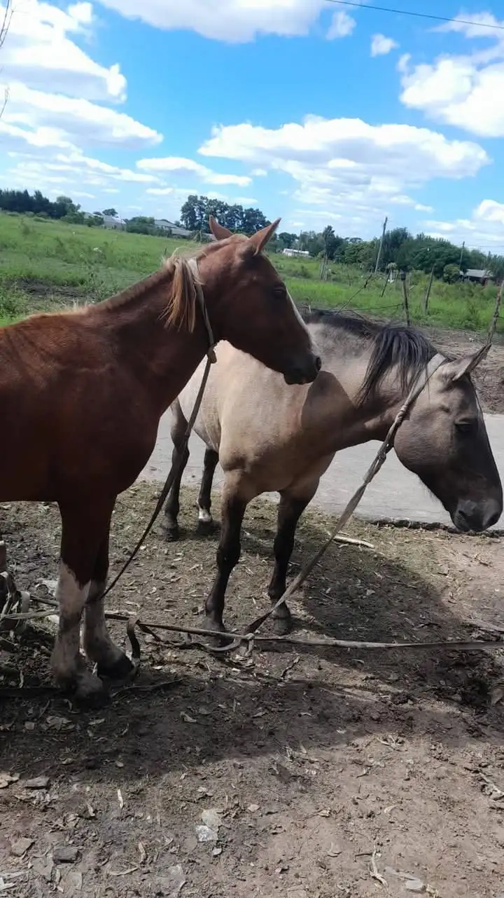 Brisa caballos