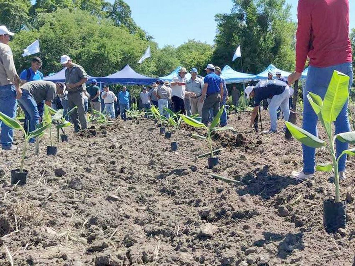 Buena Vista: productores se capacitaron en 
la plantación y manejo del cultivo de banana