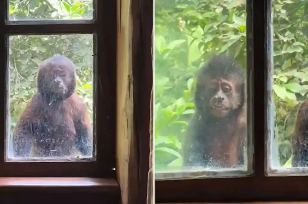 Visita de monos al hotel