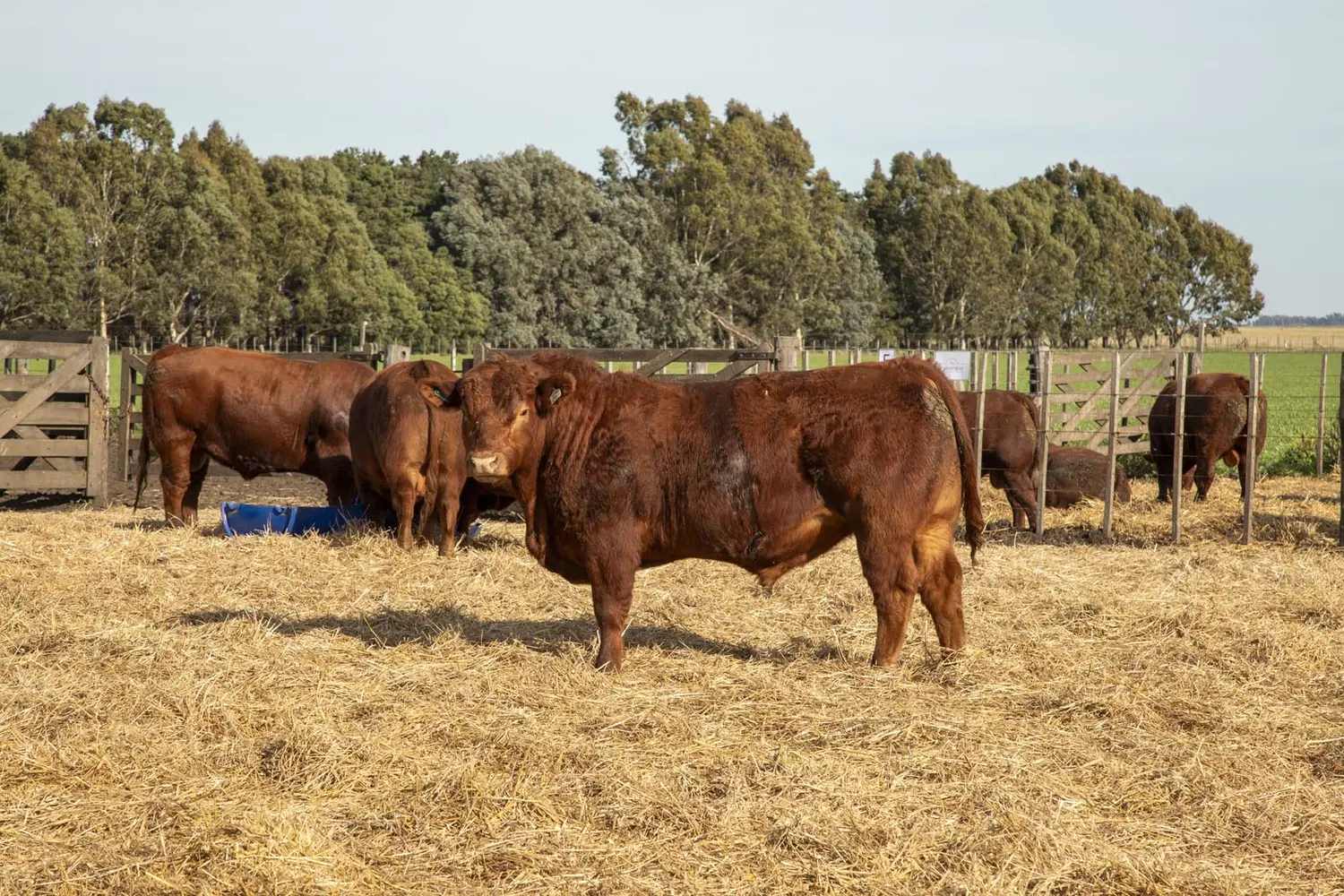 Don Pedro abre las tranqueras para mostrar el potencial de sus Limangus