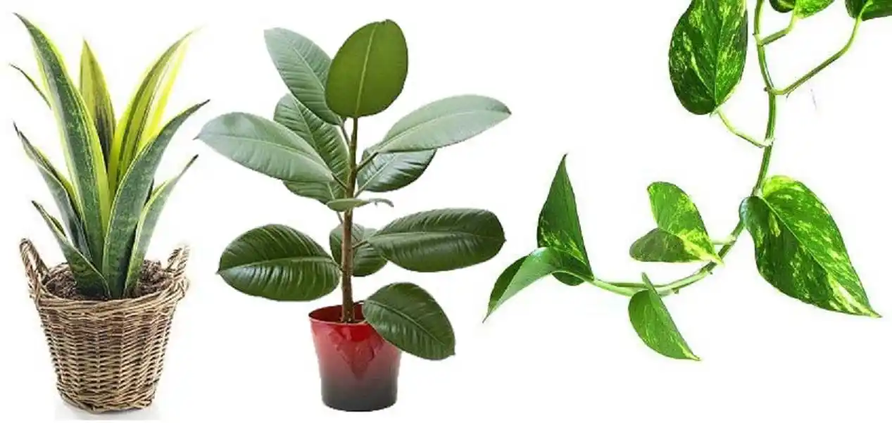 5 plantas que la NASA recomienda para purificar el aire de tu casa