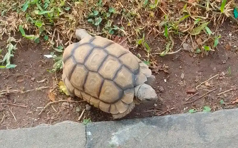 La tortuga de calle Thorne volvió a casa