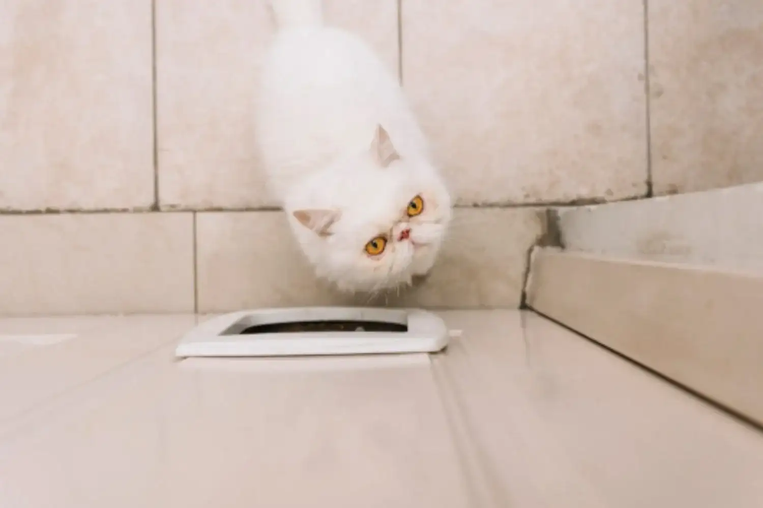 ¿Por qué los gatos maúllan frente a una puerta cerrada, según los veterinarios? - 1