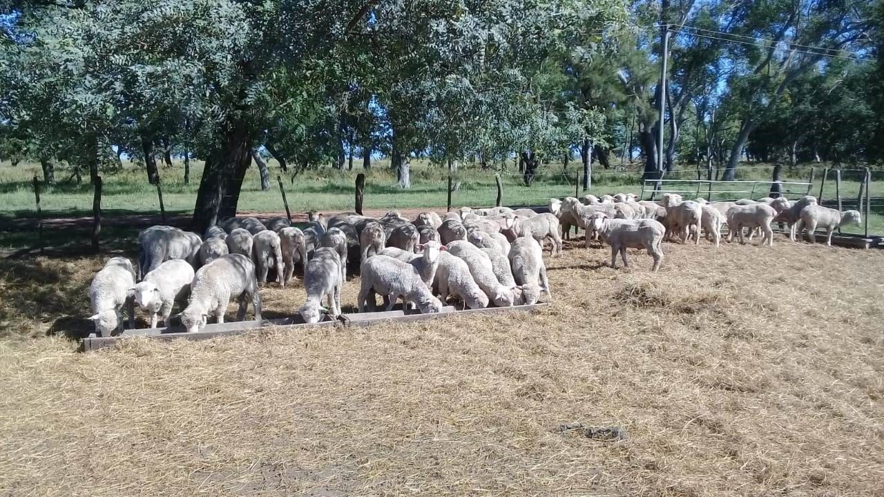 Ovinos genéticamente resistentes a los parásitos