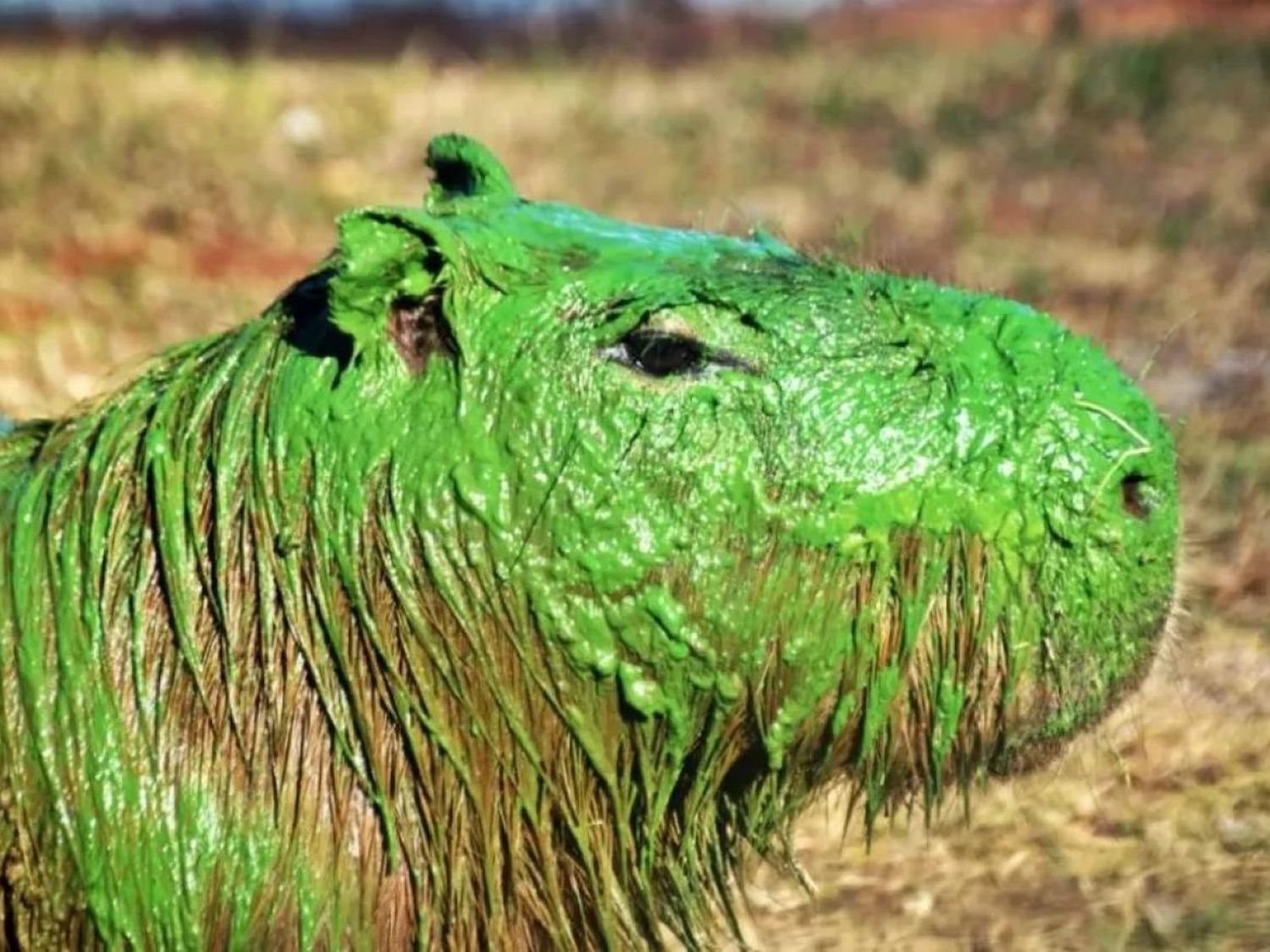 Alarma por la presencia de cianobacterias en el río Uruguay