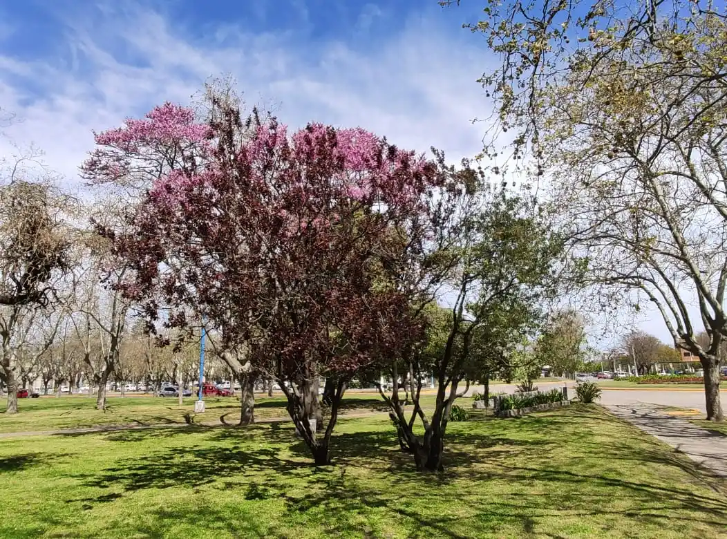 Colorido en la plaza céntrica