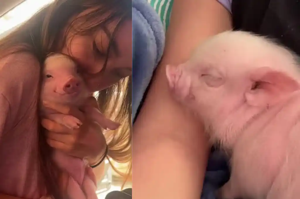 El video se viralizó en las redes sociales (@mar.cuisine)