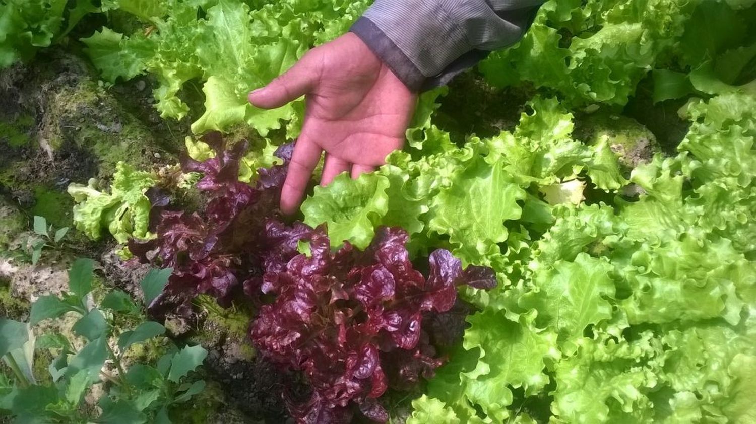 HUERTA DOMICILIARIA: El clima, como factor influyente en los tiempos de crecimiento de las plantas