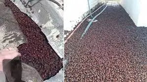 ¡CAEN COMO GRANIZO! Por ola de calor millones de escarabajos invaden una ciudad argentina