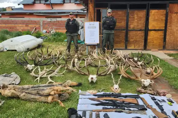 No pudieron esconder las guampas: realizaron dos allanamientos vinculados a la caza furtiva en Chubut