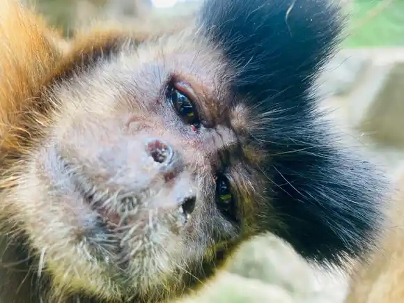 Mono estuvo más de 35 años encadenado en el Huila