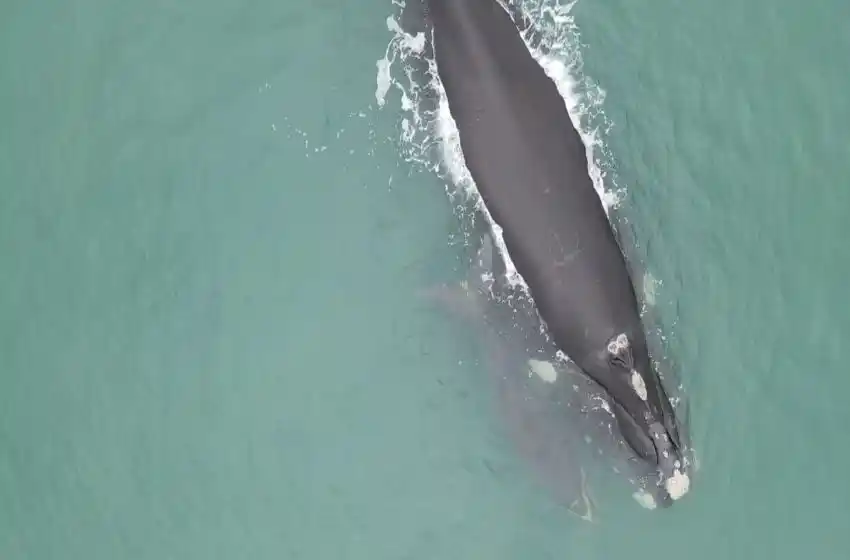 Desde la Mesa de Trabajo para la Conservación de la Ballena Franca en aguas marplatense dieron recomendaciones para un avistaje seguro.