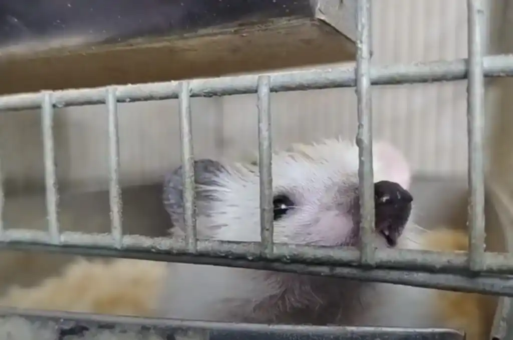 Ofrecían a los erizos en publicaciones de redes sociales. (Foto: captura de pantalla de video)