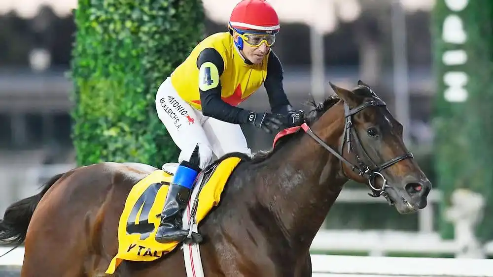 Crazy Talent, figura del Clásico Chacabuco (G2), quiere retomar la senda del triunfo.