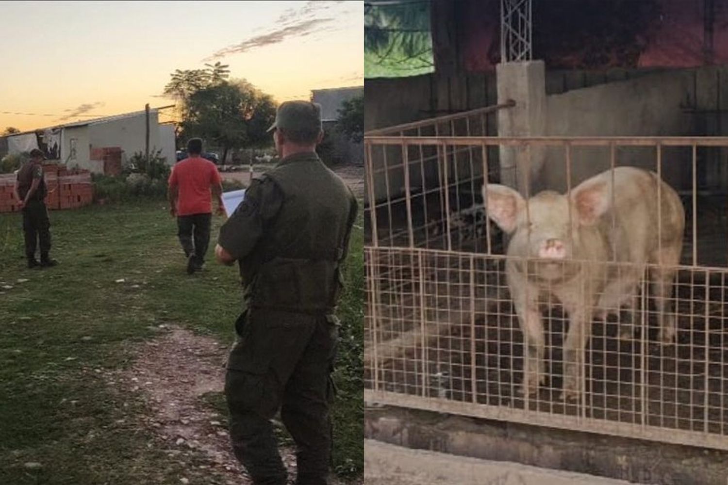 Le robaron un cerdo, pero Los Pumas lo encontraron poco más tarde