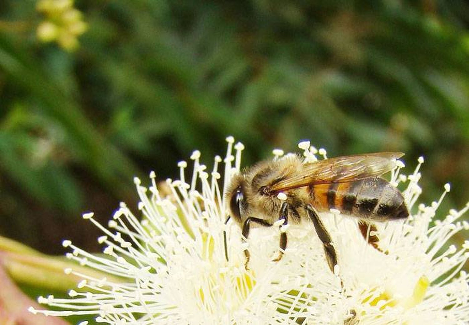 Los eucaliptos y las abejas