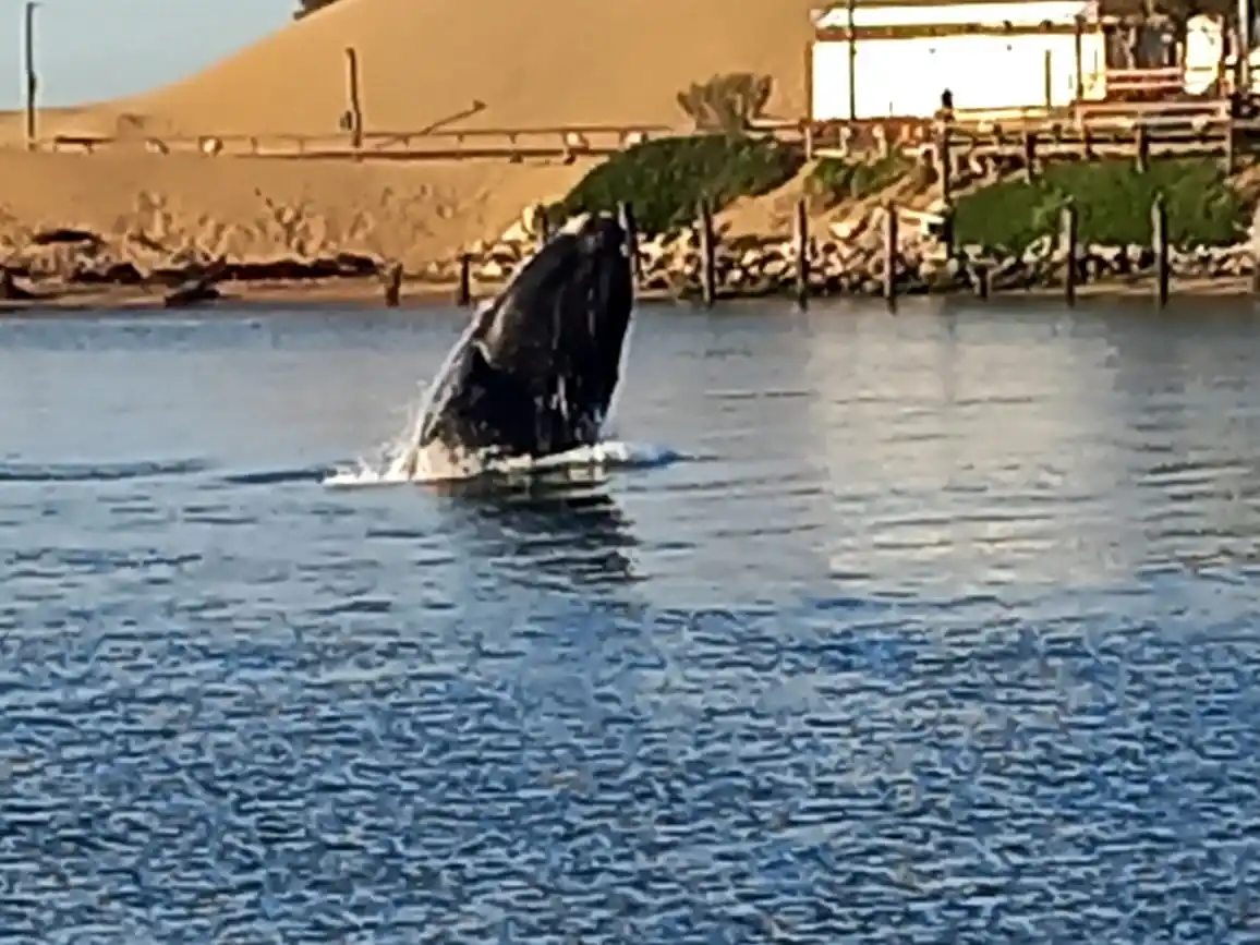 Los videos de los saltos de una ballena en el ingreso al Puerto