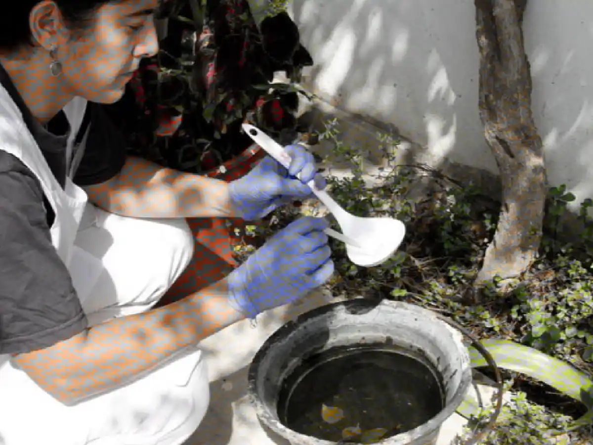 Comienza en la ciudad  un nuevo monitoreo aédico 
